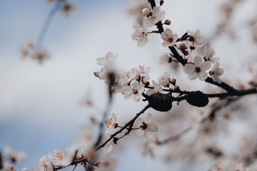 spring white blossom against blue sky