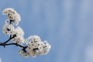 spring white blossom against blue sky