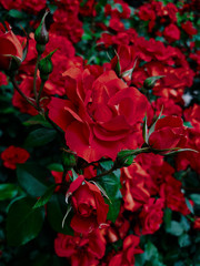 red roses in the garden