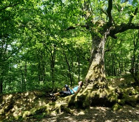 Naklejka na ściany i meble Hiker resting on the bottom trunk of a huge tree, surrounded only by bright green forest 
