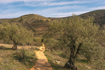 On the way to Las Cárcavas in Madrid, Spain, with olive trees around. Nature concept