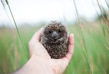 little hedgehog in hand © Александр Плисик