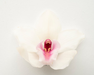 Tropical elegat orchid bloom floral background