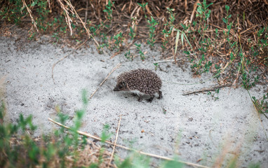 hedgehog in grass © Александр Плисик