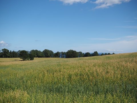 Swedish grass meadow