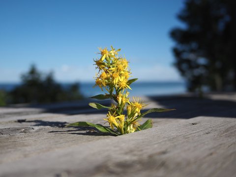 Yellow flower growing between floorboards, with lake in background