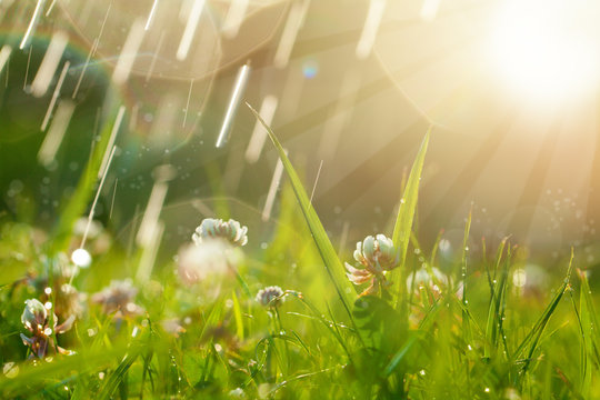 Magic background with clover and raindrops. Beautiful summer landscape