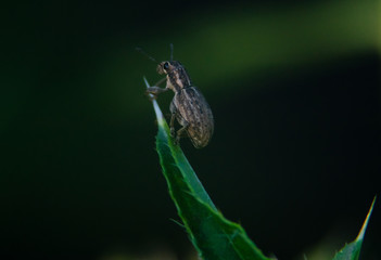 green bug on a leaf