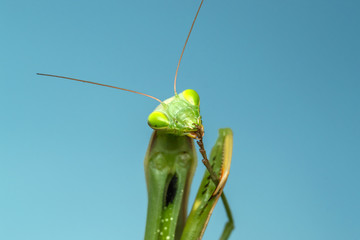 mantis cleans its paws