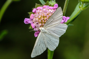 Large white butterfly sits on a pink flower