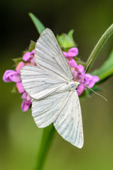 Large white butterfly sits on a pink flower