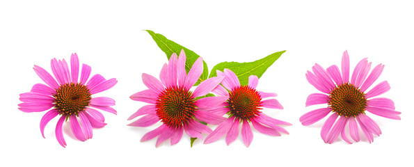 Pink coneflowers (echinacea) - obrazy, fototapety, plakaty