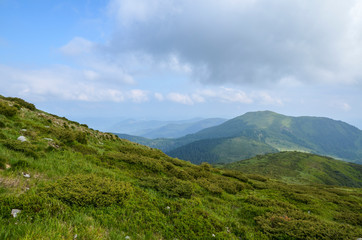 Fototapeta premium The nice view to the landscape of high mountains, is opened from the green valley covered with bushes and pathway, Marmarosy ridge, Ukraine, popular place for tourism 