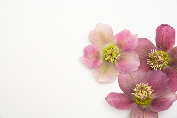Fototapeta na wymiar Pink Hellebore flower on white background floral flat lay feminine background