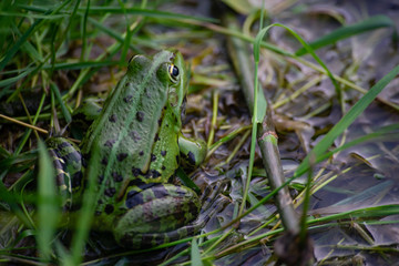 frog in the grass