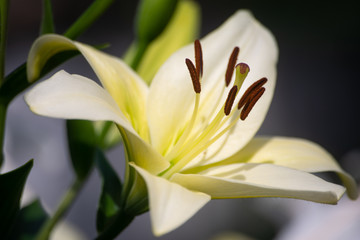 Obraz premium white flower