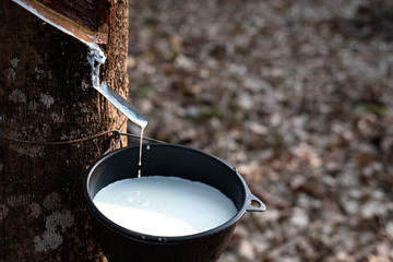 Fresh milky Latex flows from para rubber tree into a plastic bowl - obrazy, fototapety, plakaty