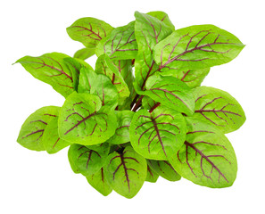 Red-veined sorrel