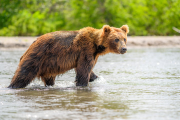 Ruling the landscape, brown bears of Kamchatka (Ursus arctos beringianus)