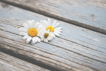 Obraz premium Gänseblümchen, Margeriten - Blüten auf blauem Karton, Vorlage für Design, Hintergrund