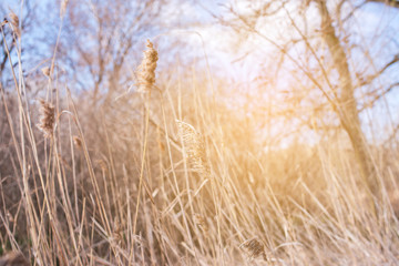 Beautiful winds view with the rays of the sun by the lake. Reeds, water, house, walk.