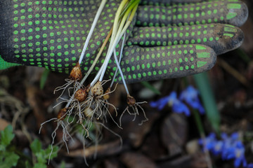 Gartenarbeit Garten Blumenzwiebeln einpflanzen
