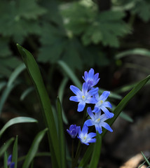 Scilla Blaustern