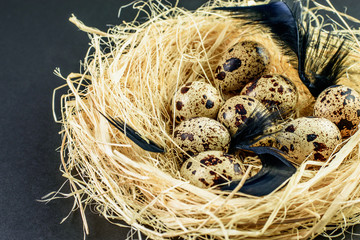 Spotted small quail eggs with black feathers in the hay nest on the black background closeup. Dark mode, abstract black decoration.