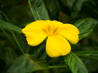 Bonita flor amarilla 