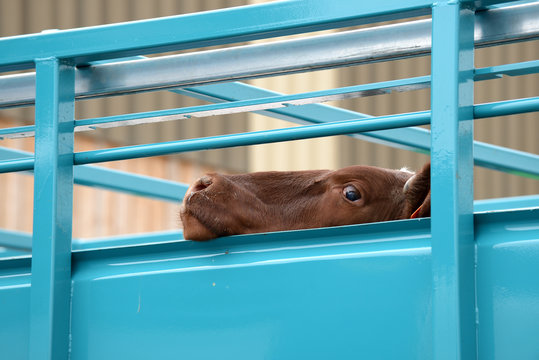 Transport animaux vivants, tête de vache dans bétaillère