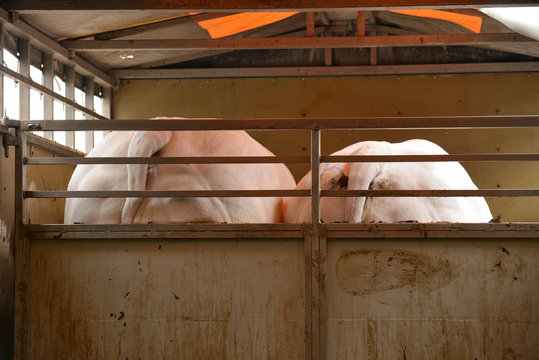 Transport bovins dans bétaillère
