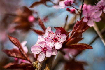 Beautiful macro image of the flower of the prunus cerasifera, blooming in the months of March and April with beautiful purple pink tones
