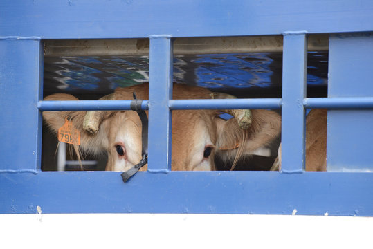 Transport de bestiaux pour l'abattoir dans une bétaillère
