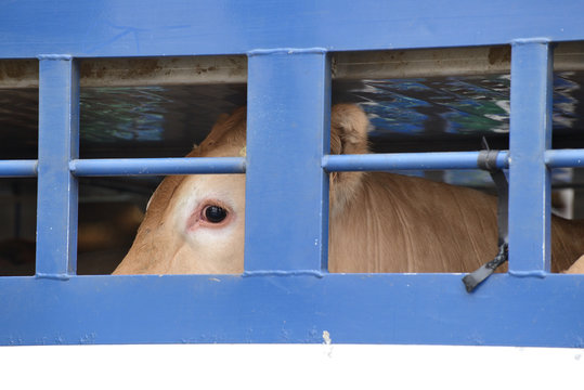 Transport de vache pour l'abattoir dans une bétaillère