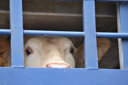 Transport d'animaux pour l'abattoir dans une bétaillère