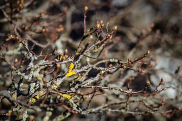 Knospen an Zweigen der quitte mit Flechten (Lichen, Thallus) in orange und gelb