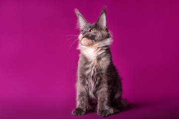 Adorable cute maine coon kitten on purple background in studio, isolated.
