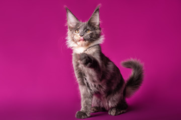 Adorable cute maine coon kitten on purple background in studio, isolated.