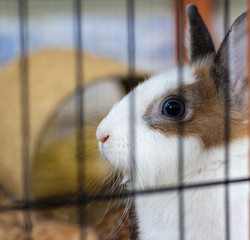 White and brown rabbit in an animal shelter is inside the hutch. The background is a brown blurred straw