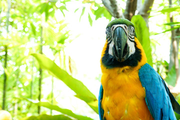 Adorable Parrot macaw blue and yellow feather wings vivid color closeup front head and beak exotic animal wildlife from Brazil in summer tropical jungle zoo with natural green foliage outdoor