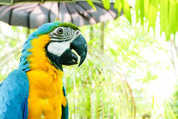 Beautiful Parrot macaw blue and yellow feather wings vivid color closeup side head and beak exotic animal wildlife in summer tropical jungle zoo with natural green forest outdoor