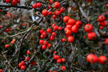 Cotoneaster horizontalis Irga red plant 3 © Marta