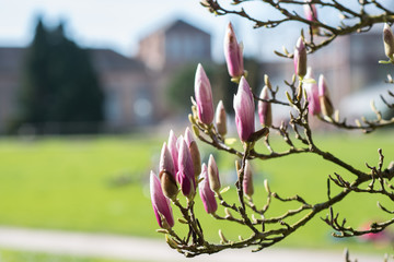 Blütezeit, Magnolien. Stadtgarten Karlsruhe