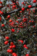 Cotoneaster horizontalis Irga red plant 2 © Marta