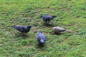 pigeon on the grass