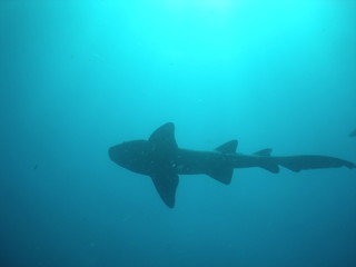 Fototapeta premium Nurse Shark Silhouette 