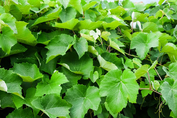 Grapevine leaves closeup. Natural background