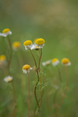 Growing daisy flowers