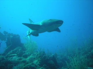 Nurse Shark Ambergris Caye, Belieze