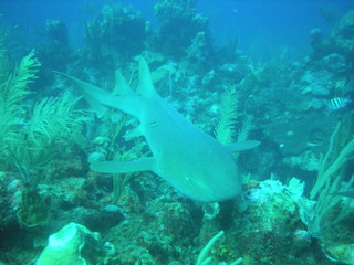 Nurse Shark in Ambergris Caye Belize 